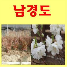 (D소망)남경도 남경화(꽃복숭아)(흰색)접목1년 4그루