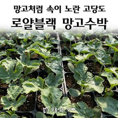 [모종심는아빠] 망고처럼 속이 노란 고당도 로얄블랙 망고수박, 1컵, 1개
