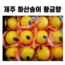 [농장직송] 제주 서귀포 화산송이 최고당도 프리미엄 황금향 5kg 10kg (혼합과) 선물용 제철 과일 귤 세트 황금향5kg 황금향10kg 부모님 시댁 선물세트, 1개, 선물용 4.7kg(대과13-24과)