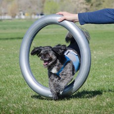 fitpaws