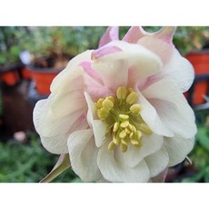 갠이불농원 장미매발톱-로즈화이트 야생화, 1개