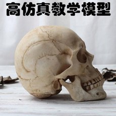 교육용 실습 인체해부모형 뼈 해골 전신 두골모형 모조인두골임상 인체해부 대뇌골 할로윈 도, 오류 발생시 문의 ( DAPANDA )