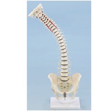 교정실습용 척추모형 70cm(Standard spine with prolapse and stand) no.4002