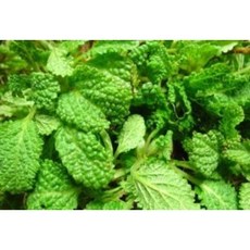 추천3곰보배추효능