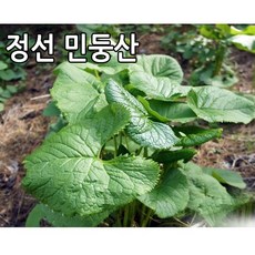 곰취 곰취나물 강원도 정선 민둥산 노지재배 생곤드레 곤드레나물, 1박스, 곰취 2kg