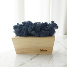 스칸디아모스 화분-공기정화 우드 쁘띠 모스화분 DIY(중), 클래식블루x2