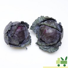 사라상회 적양배추 (적채) 2등 2kg, 1개