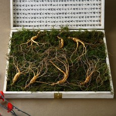 [진삼애] 강원도 산양삼 산삼 10년 산양삼산삼 선물세트, 9~10년근, 7뿌리, 1개