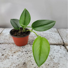 스킨답서스트루비