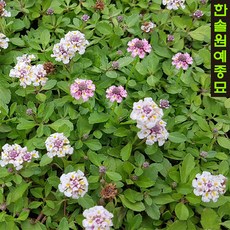 쿠라피아 꽃잔디, 02. 6cm포트 한판(40포트), 1개