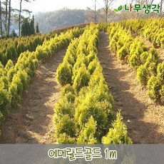 에메랄드골드 TOP01
