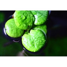 매직아쿠아 아마존 프로그비트 (대) 1뿌리