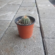 10~25cm 25 수박선인장 소품 다육식물 다육이