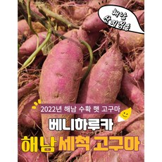 욕지고구마