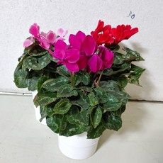 ef8e05df90654ec05e755a557fd61b459133c28deeca7543141a3c024ba1.jpg