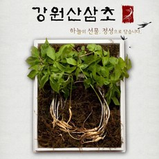 강원산삼초 새싹삼 산삼 50주 100주 야생삼 어린삼 장뇌삼 효능, 1세트, 강원산삼초 새싹쌈 100주