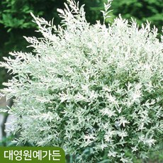 화이트핑크셀릭스