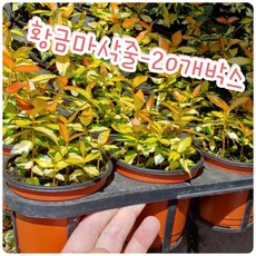 황금마삭줄
