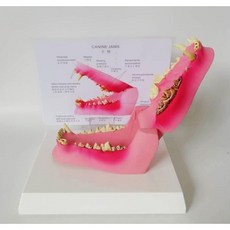 강아지 이빨 모형 동물 병원 교보재 교육용 송곳니 개, B. 핑크+화이트베이스 (사진참조)