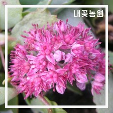 꿩의비름(불로초) 10cm 포트 3주 묶음
