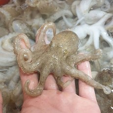 [제주해담]국내산 급냉 주꾸미 1kg 산지직송 당일조업 당일냉동 제철쭈꾸미 냉동쭈꾸미, 1개