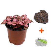 DIY 마이플랜츠 화산석 레드스타, 1개