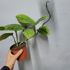 주류박람회티켓