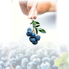 담양블루베리