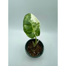알로카시아 마크로리자 바리에가타 - 희귀식물 동동플랜츠 관엽식물