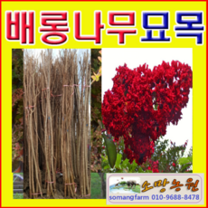 배롱나무다이너마이트