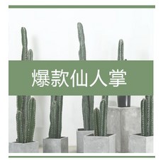 선인수박