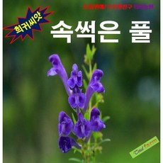 황금속썩은풀100