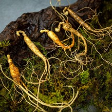 정품인증 강원도 깊은 산골짜기 토종 리얼 한입 산양삼 장뇌삼, 1개, 10g