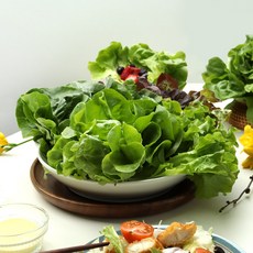 유럽상추샐러드