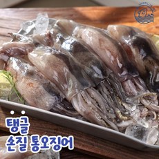 손질통오징어