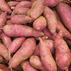 베로니카고구마