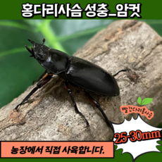 홍다리사슴벌레