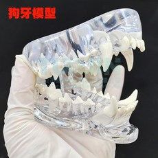 강아지 이빨 모형 동물병원 수의사 개 구강 교육, 1개