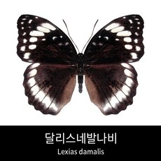 달리스펙터1