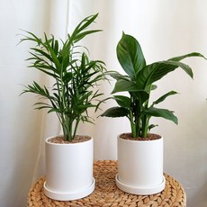 그늘에서잘자라는식물