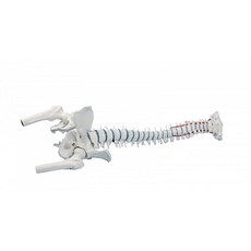 독일 Erler Zimmer 제품 / 표준형 척추모형 / Standard spine with femur stumps prolapse and pelvis / 4033-1