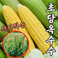 산지직송 당일수확 초당옥수수 10개 20개 특품 생초당옥수수 마약옥수수 단옥수수 사탕옥수수 노랑옥수수 냉동 진공, 01.진공 초당옥수수 10개