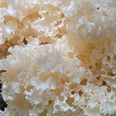 모블 꽃송이버섯 항암버섯 50g 100g 250g 500g 1kg 생 건 건조 베타글루칸 자연산 무농약 차 면역력 선물세트 버섯, 1개, 생버섯250g