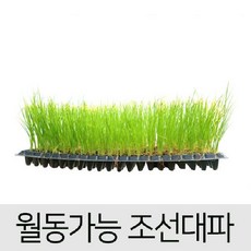 모종)월동가능 조선대파 5개입 S3013