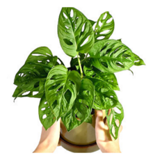 집에서식물키우기 TOP01