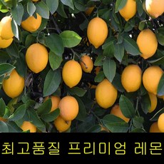 제주레몬100