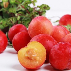 새콤달콤한 경북 자두 5kg, 자두 중과_5kg 내외, 1개