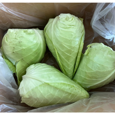 산지직송 제주 고깔 양배추 원뿔양배추, 1개, 3kg(2~3개)
