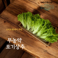 당일수확 무농약 꽃상추 포기상추 아삭이상추 제이제이팜 스마트팜, 1개, 2kg