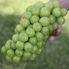 망고샤인머스켓